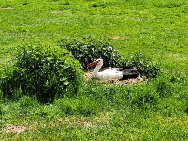 Storch